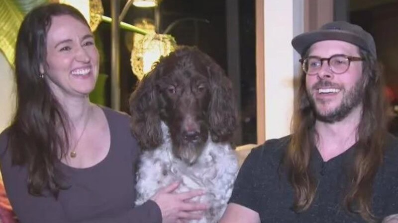 American couple’s dog eats cash worth more than 11 lac and they retrieve it through vomit and poop