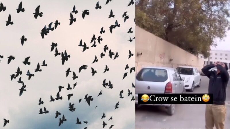 ‘Mujhay shouq hai kawwon se batein karne ka’; Man calling crows goes viral