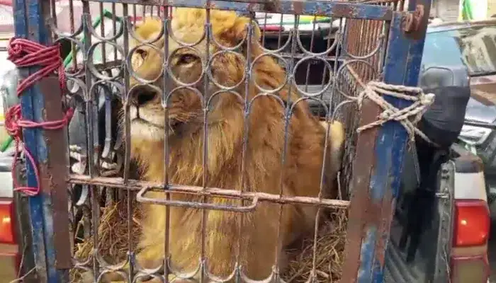Real lion at PML-N rally makes Nawaz Sharif angry