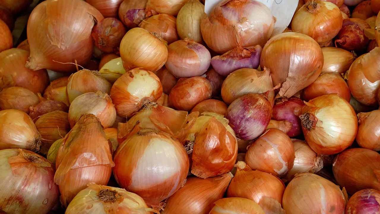 onion export price Pakistan