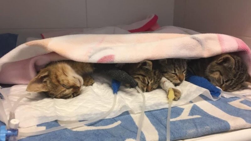 Spain police investigate suspected poisoning of 47 cats