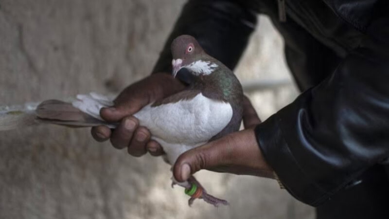 Suspected Chinese spy pigeon released by India after 8 months of investigation
