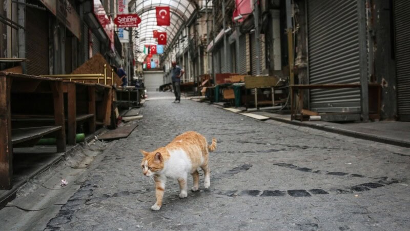 Turks Up In Arms Over Killing Of Stray Cat