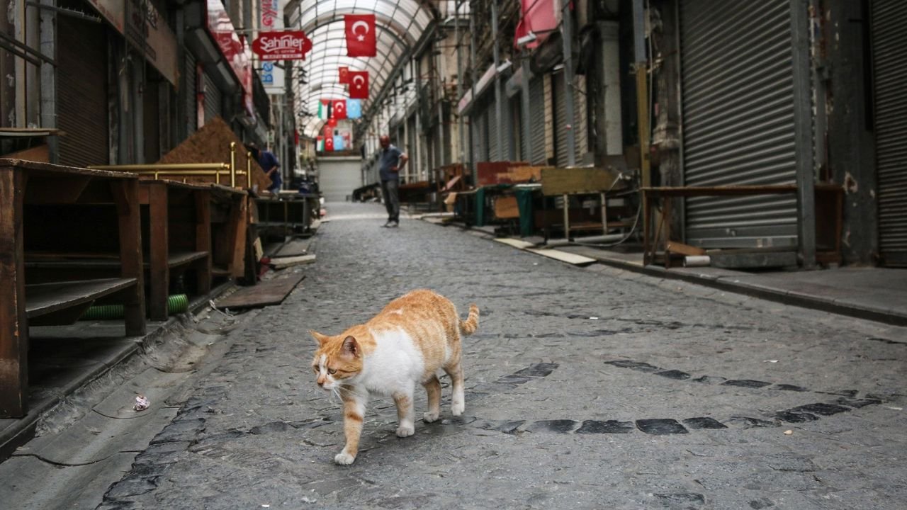Turks Up In Arms Over Killing Of Stray Cat