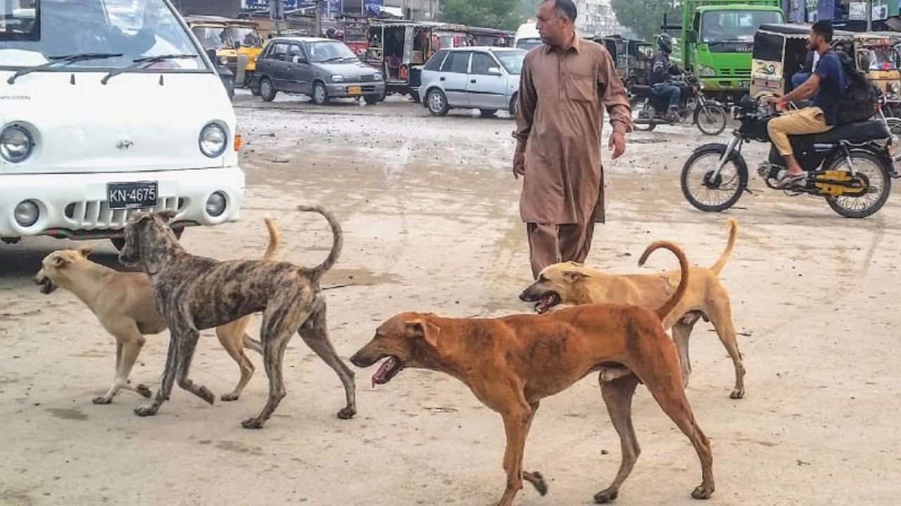 Stray dog helpline restored, app to be launched in Karachi