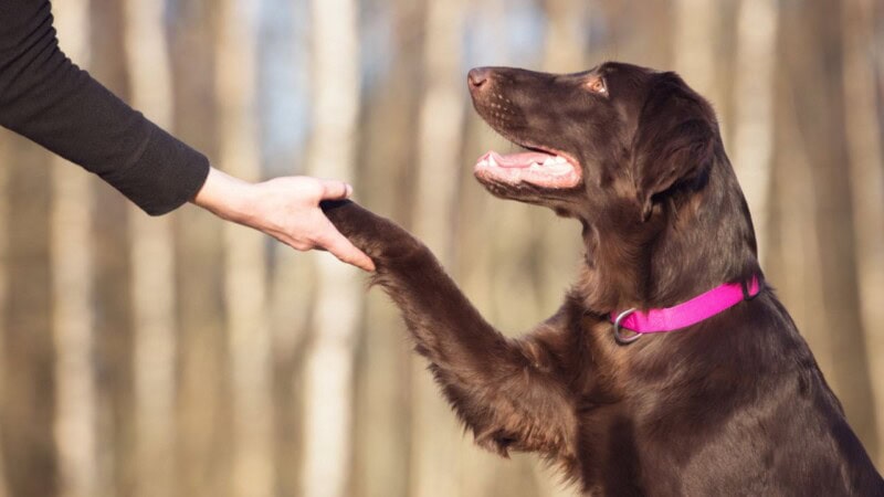 ‘Good Boy!’ Dogs do understand us, says new study