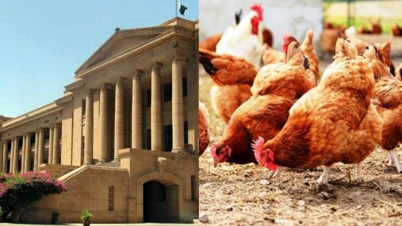 Karachi woman takes loud hens to court