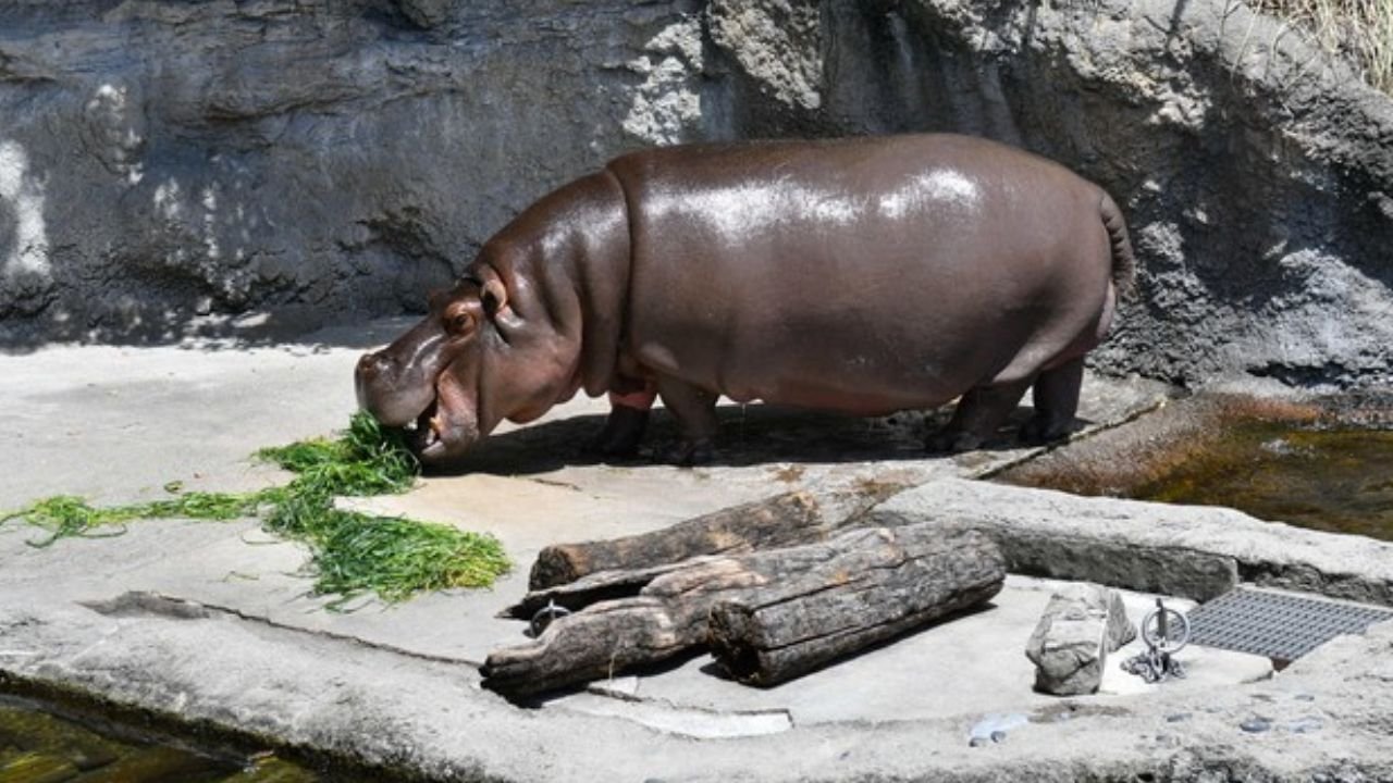 He hippo in Japan zoo turns out to be a she