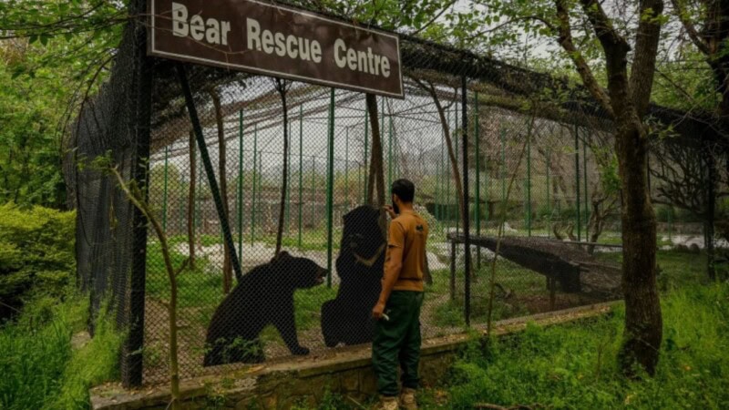 Pakistan horror zoo is reborn as rehab centre