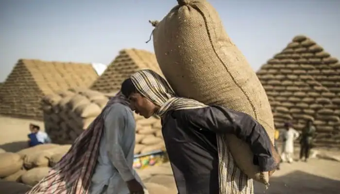 Shehbaz Government cracks down on wheat scandal, leaves Caretakers unscathed