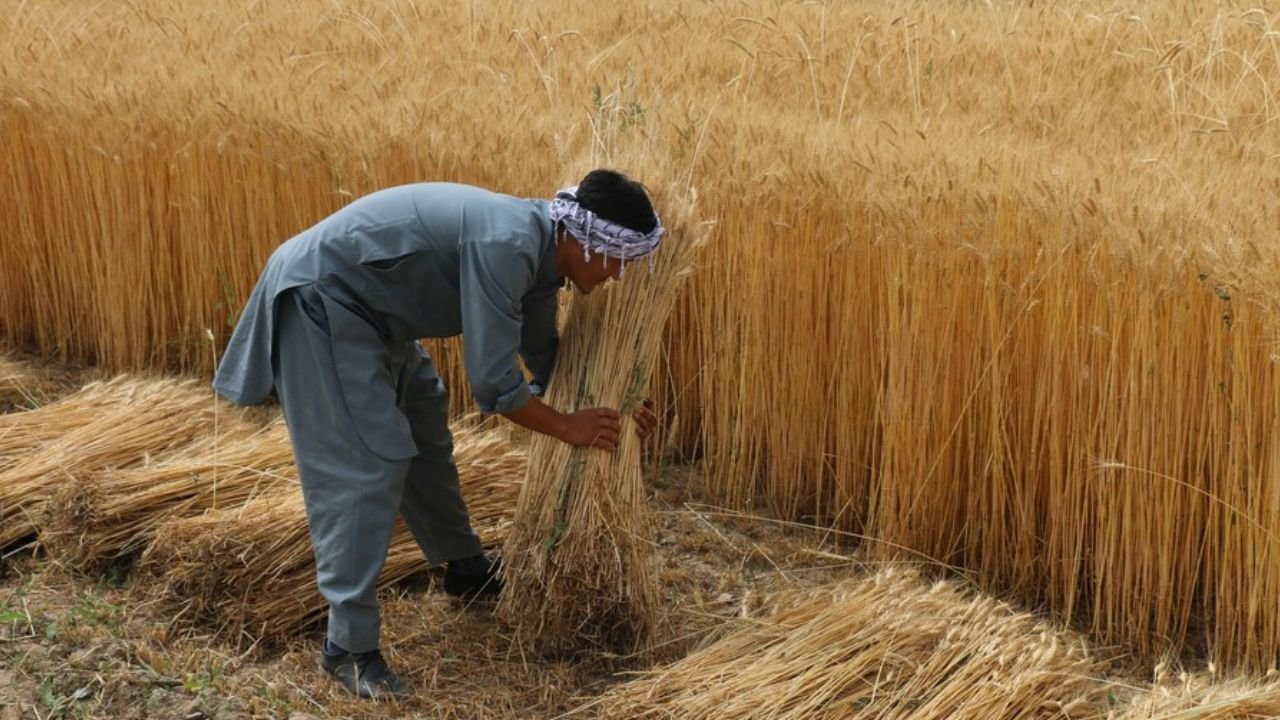 Punjab government decided not to buy wheat from farmers