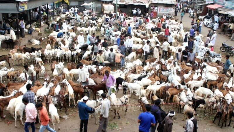 Fears of possible Congo fever spread before Eid ul Azha