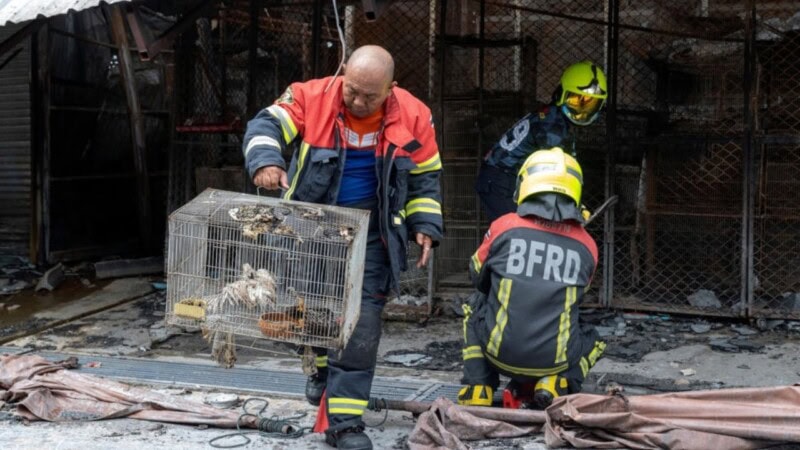 Animals killed as fire rips through Bangkok pet market