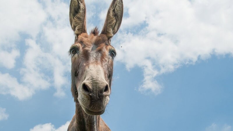 Outrage as landlord amputates donkey’s legs for drinking water in Muzaffargarh