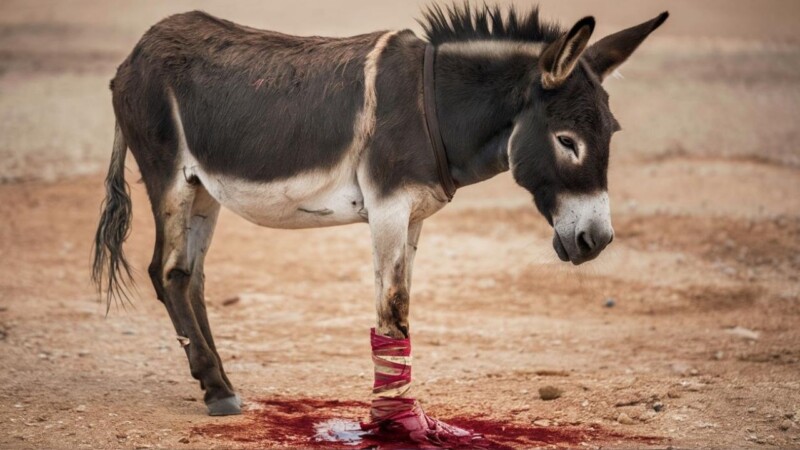 Landlord in Sindh cuts donkey’s leg for entering his stable