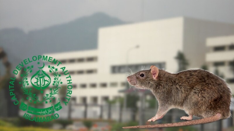 What’s the budget for hiring cats to hunt rats in Parliament?
