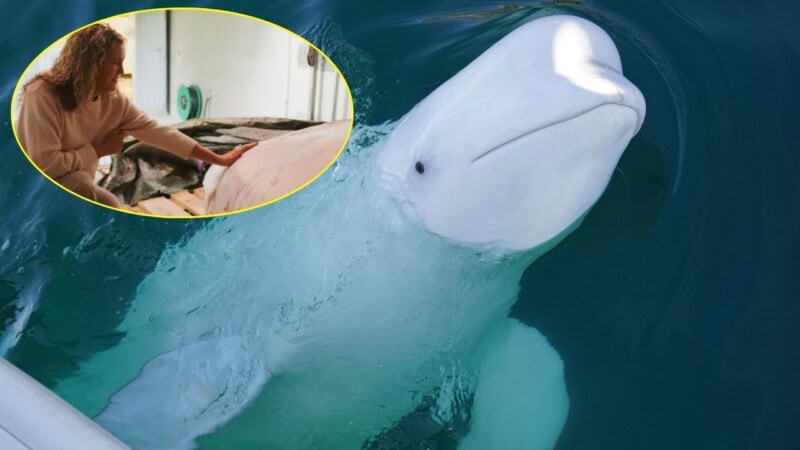 ‘Russian spy’ whale was shot dead: animal rights groups