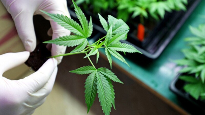 Senate committee approves Cannabis Authority Bill in landmark decision