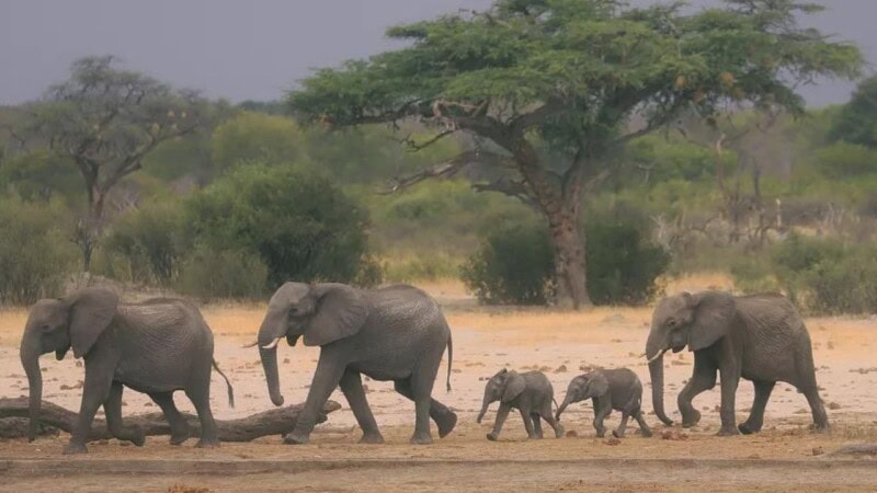 Zimbabwe to slaughter 200 elephants amid food shortages