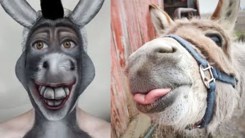 Pakistani donkeys in high demand for Chinese cosmetic products