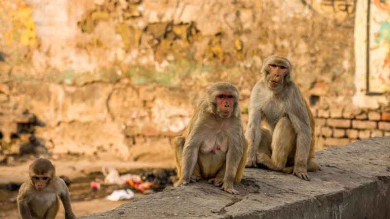 Monkeys stop man from raping six-year-old girl