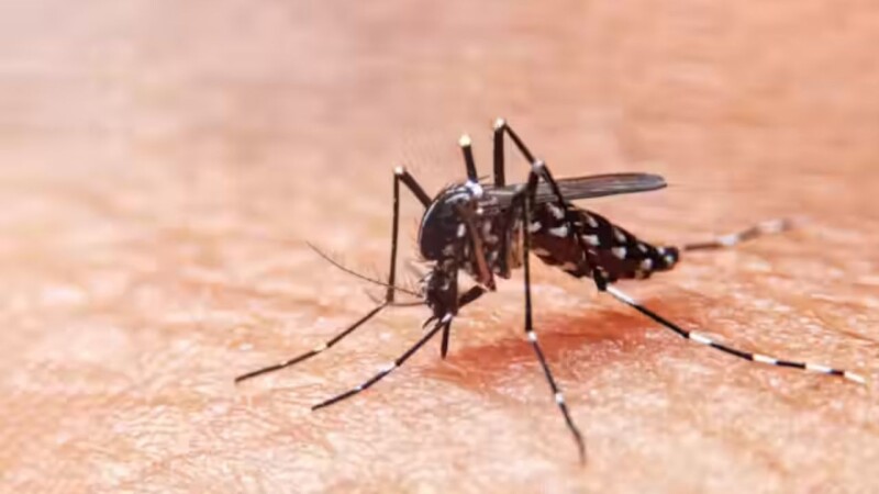 Dengue outbreak expected in October