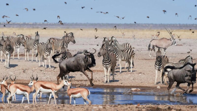 Namibia to slaughter wild animals to combat drought