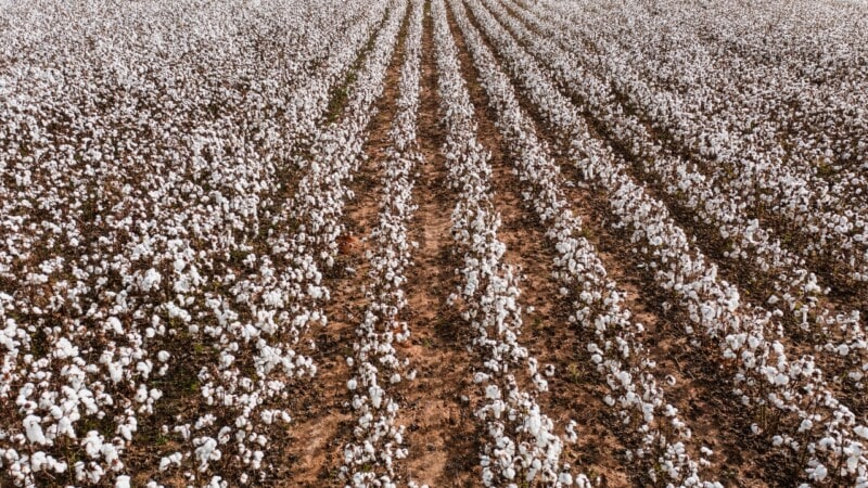 Cotton production falls by 33 percent amid bad weather, unfair policies