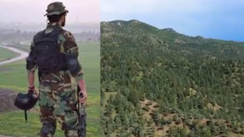 Army’s chilgoza forest in Shawal goes viral for earning billions in revenue