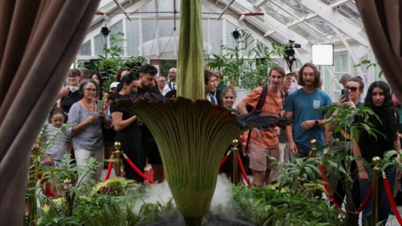 Thousands in Australia gather to smell plant that gives off ‘dead rat’ stench