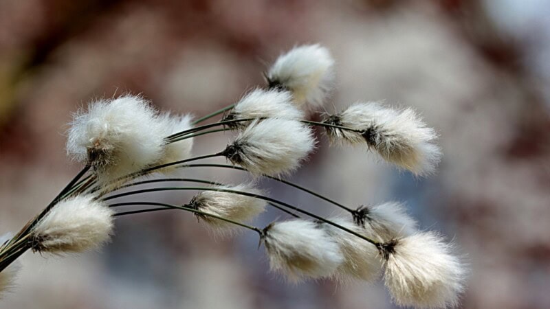 Pakistan moves to revive cotton sector amid surging imports