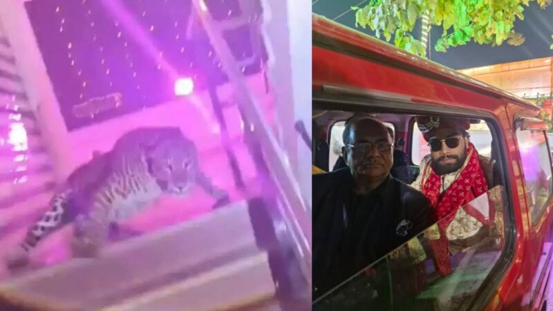Groom abandoned alone as leopard crashes wedding