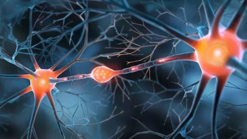 Pinealon Peptide: Advancing Research in Cellular and Neural Function