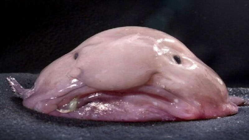 Blob Fish: From ‘World’s Ugliest’ to Most Beloved Fish