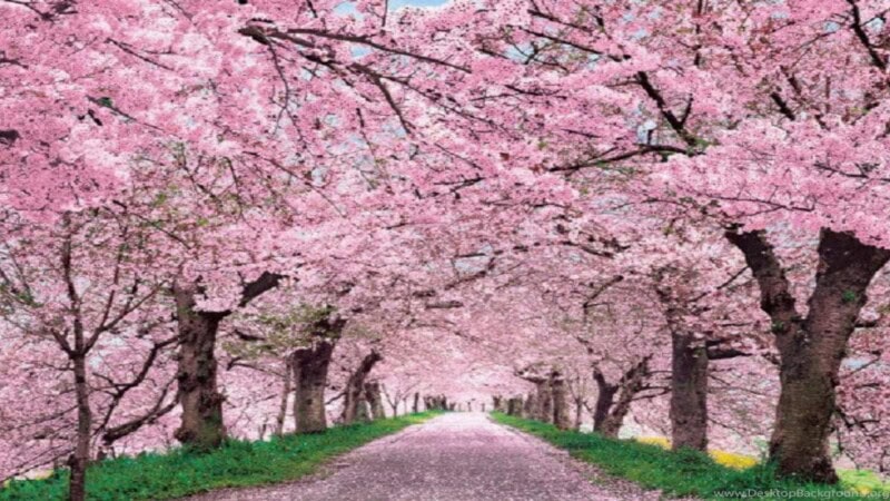 2025 Cherry Blossom Season Begins with Early Bloom in Kochi, Kumamoto