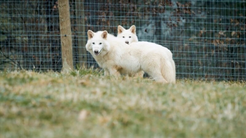 Dire Wolf Cloning: Elon Musk’s Bold Move to Make Extinct Creatures His Pets