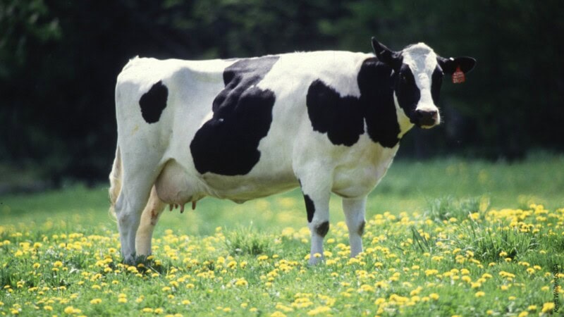 Cow Waits at Traffic Light in Viral Video from India
