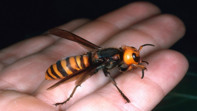 Asian hornet sightings skyrocket in UK, experts raise alarm