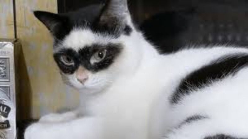 Cat Craze 2025: Why Everyone’s Talking About Cats Now