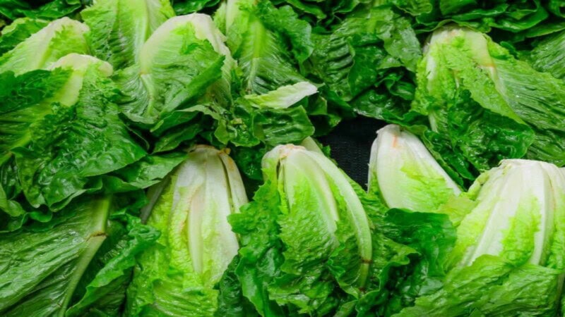 Romaine Lettuce E. coli Outbreak: What You Need to Know Now