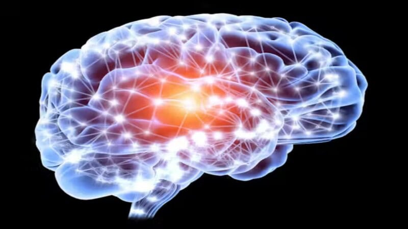 Why Brain White Matter Is Gaining Global Attention Now