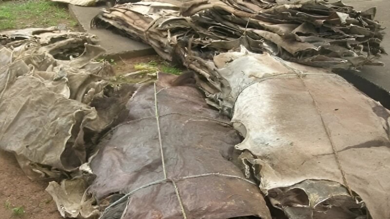 Donkey business: Rs80m worth of donkey hides seized in export shipment to China