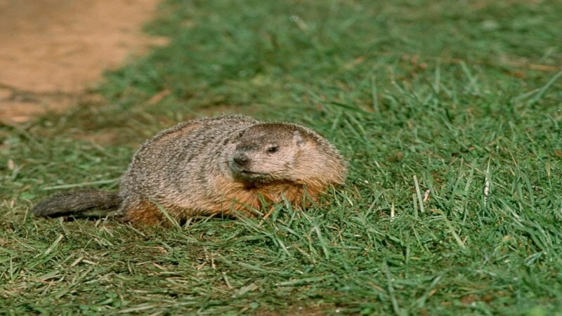 Groundhog: A Deep Dive into America’s Famous Weather-Predicting Rodent