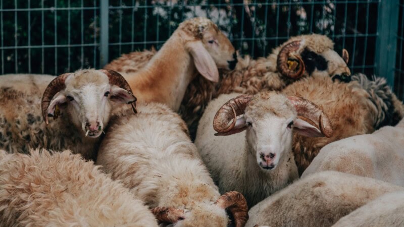 Buyers enraged by cattle prices ahead of Eid