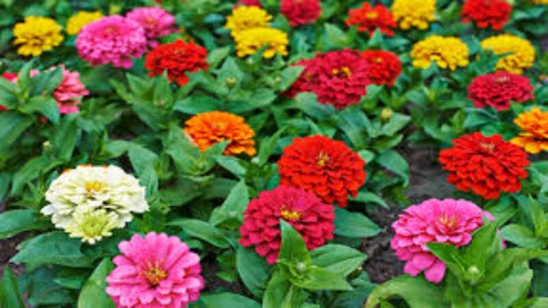 Zinnias: America’s Favorite Summer Flower for Bold Color & Easy Growth