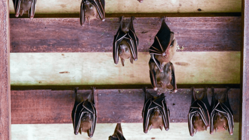 Australian man dies from ‘extremely rare’ bat bite virus