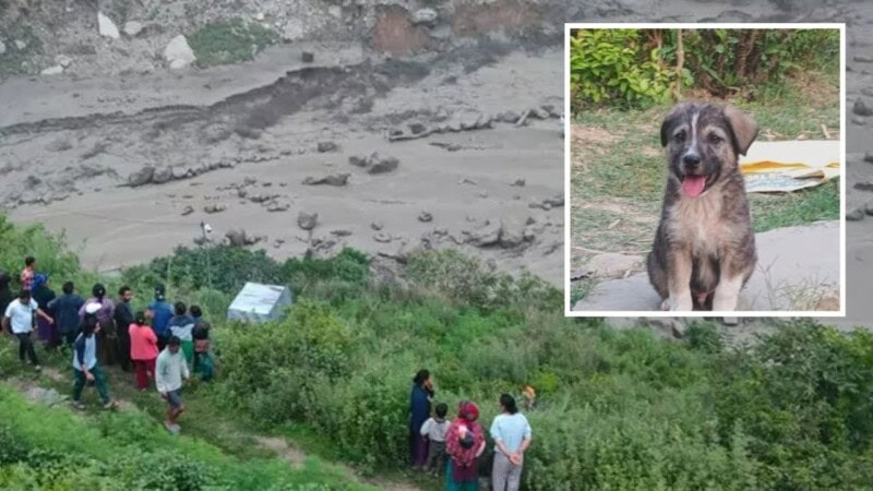 Dog saves over 60 people from deadly landslide in India