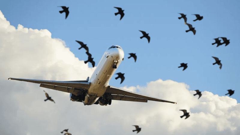 Punjab to launch ‘No Bird Zones’ around Lahore airport to prevent bird strikes