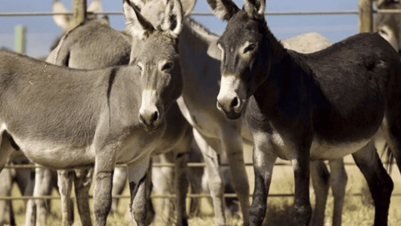 Chinese firms seek official approval to export donkey meat