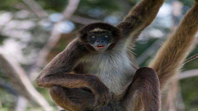 Spider Monkey: Facts, Habitat, Diet & Conservation